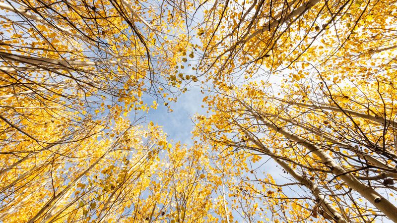 trees, bottom view, autumn, leaves, 4k