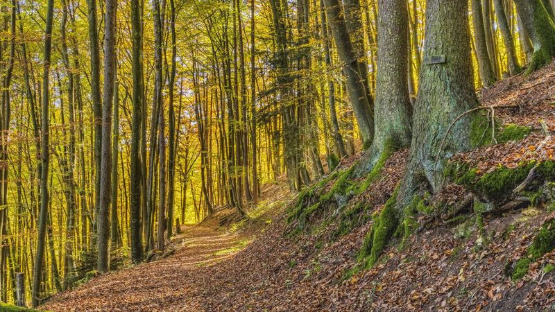 trees, park, trail, light, 4k