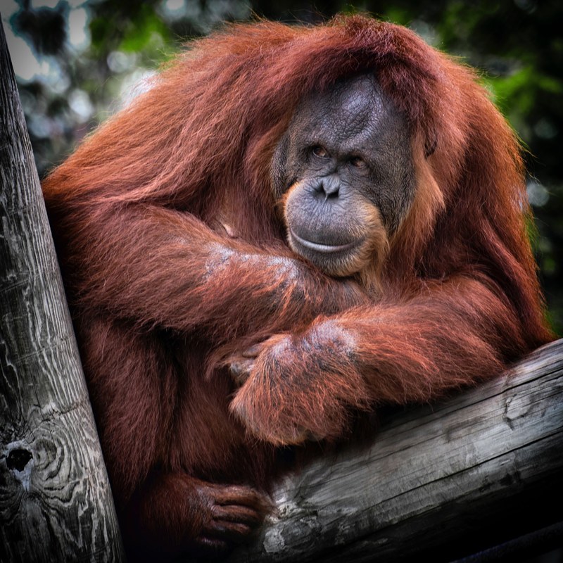 orangutan balanced up on a tree clutching something at his chest, orangutan on a tree 4k