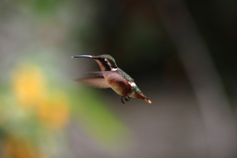green hummingbird flying mid air in the wild, hovering in the air 4k