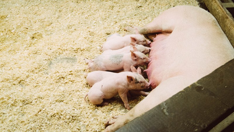 piglet sow pig and farm 4k