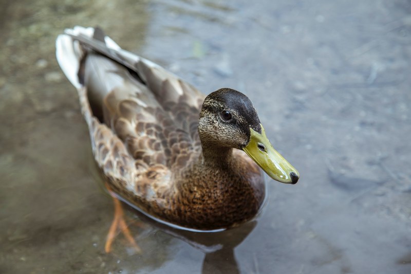 a yellow billed brown feathered duck swimming in a shallow pond, brown duck swimming in pond 4k
