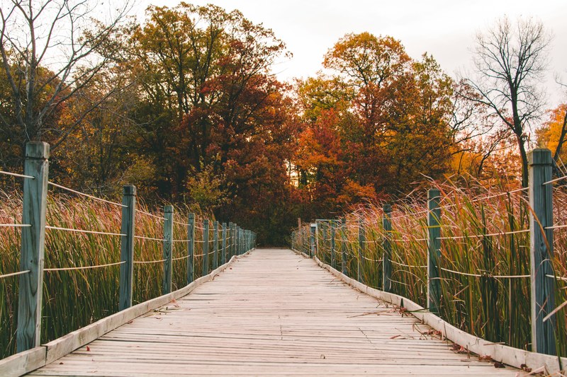 nature outdoor fall color and fall 4k