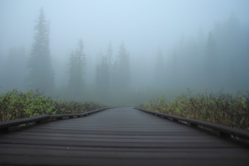 fog pine tree mountain and tree 4k