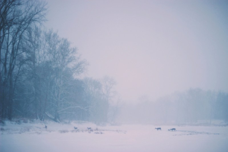 a pale shot of a herd of deers silhouetted against the snow covered ground, deer herd on a winters day 4k