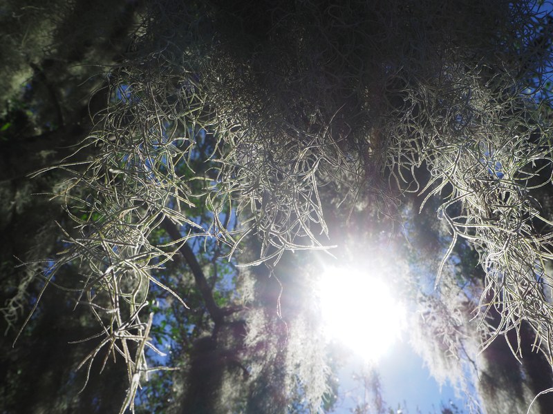 forest sun florida and tree 4k