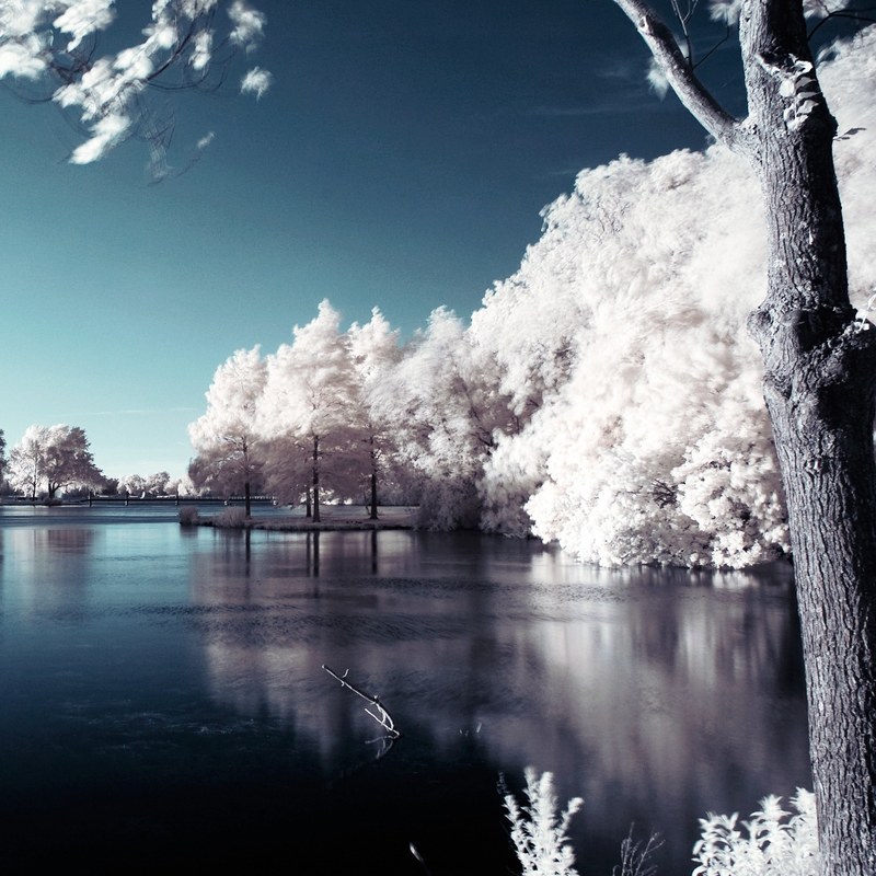 outdoor scenic tree and cloud 4k