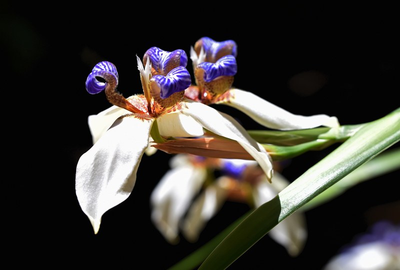 brazilian walking iris 4k