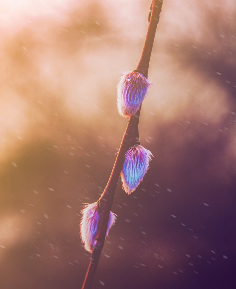 willow blossom 4k