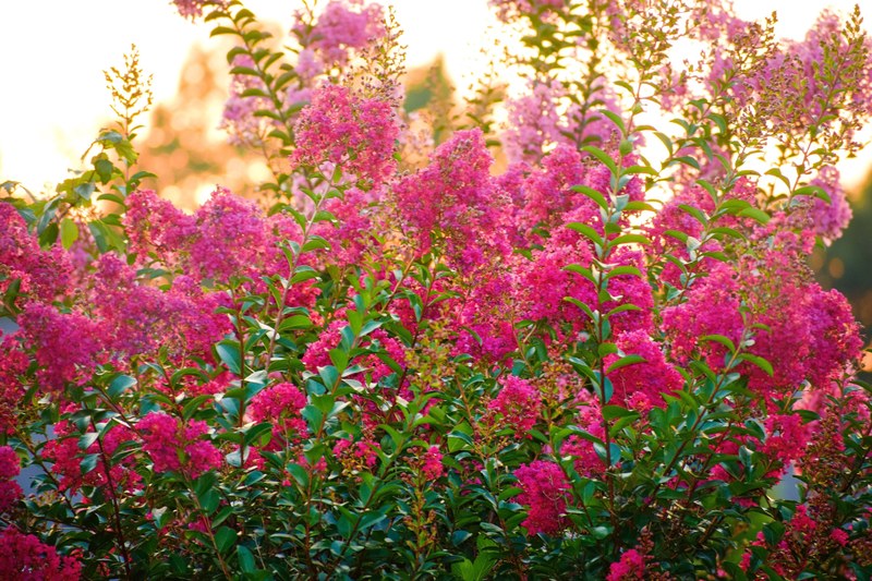 crape myrtle at sunset 4k