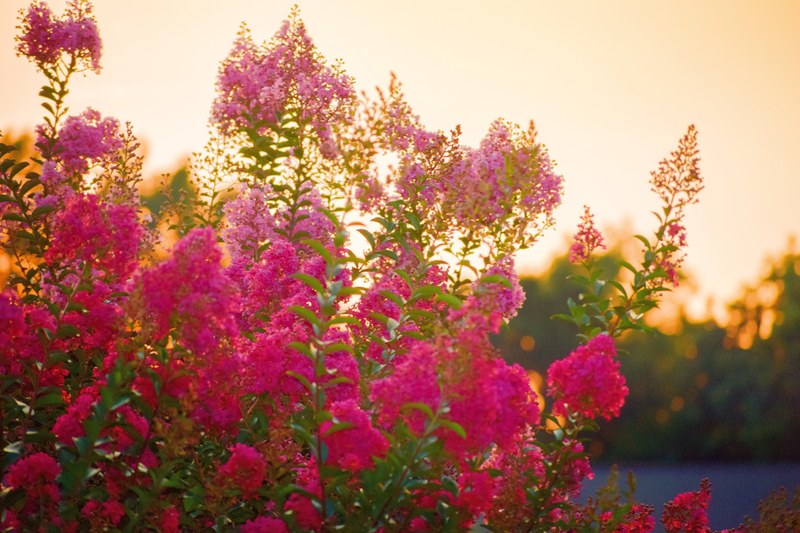 crape myrtles in flower at sunset 4k