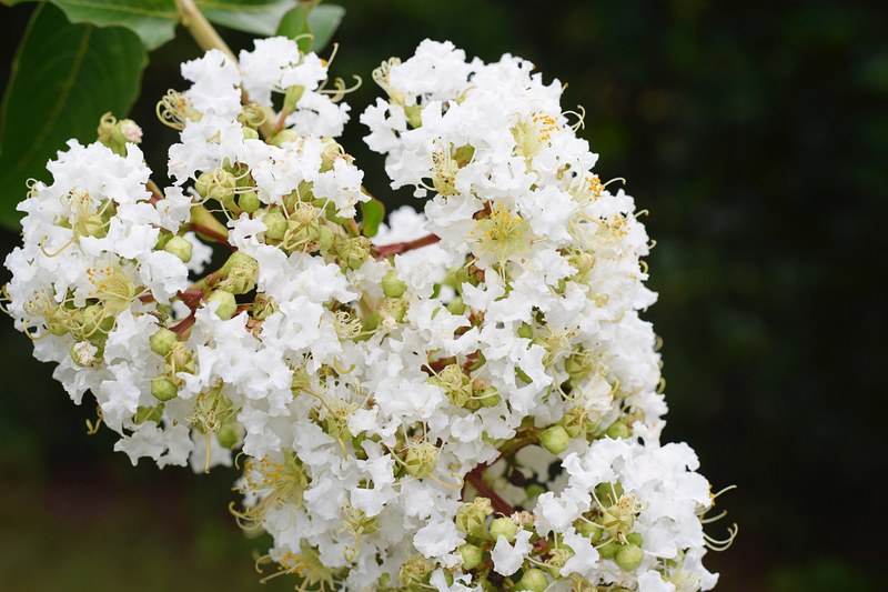 white crape myrtle in bloom 4k