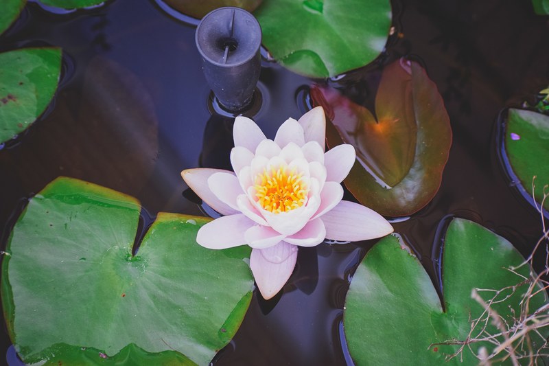 white lily pad flower 4k