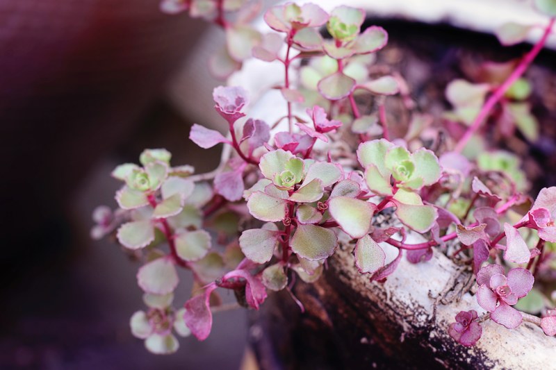 purple amp green succulents 4k