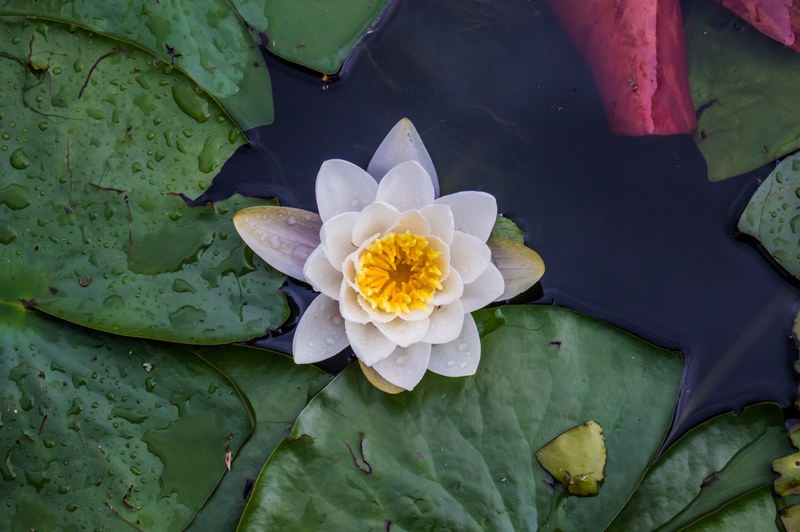 waterlily water lily and flower 4k