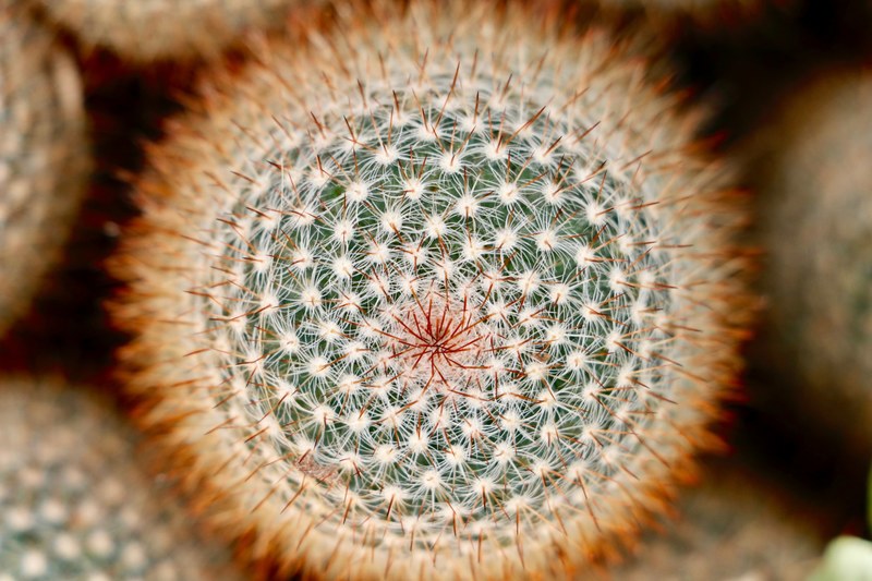 botany green plant and cactu 4k