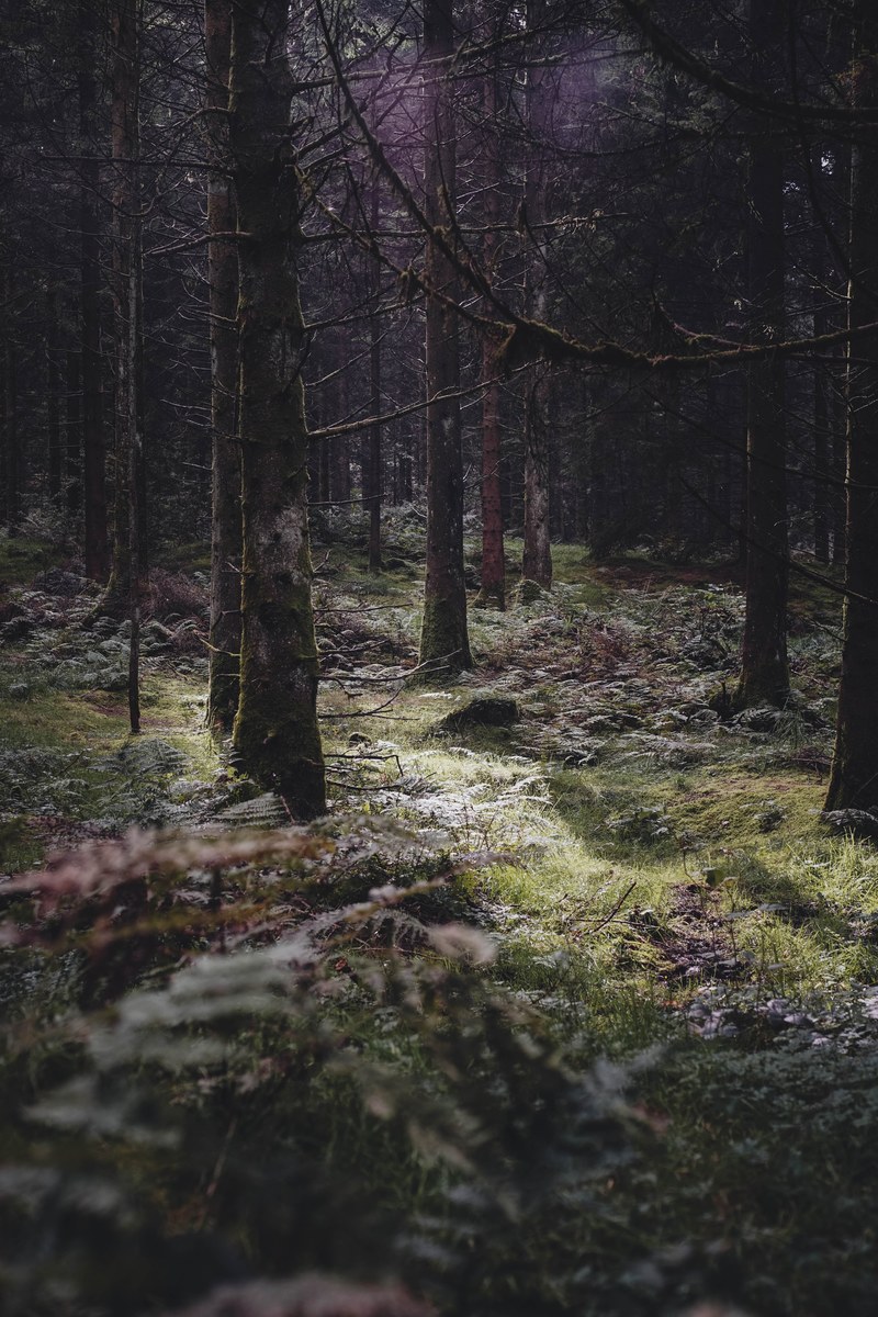 tree woodland forest and grass hd, 4k