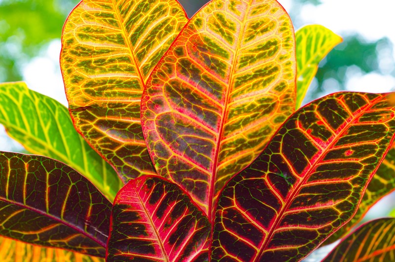 color and leafe 4k