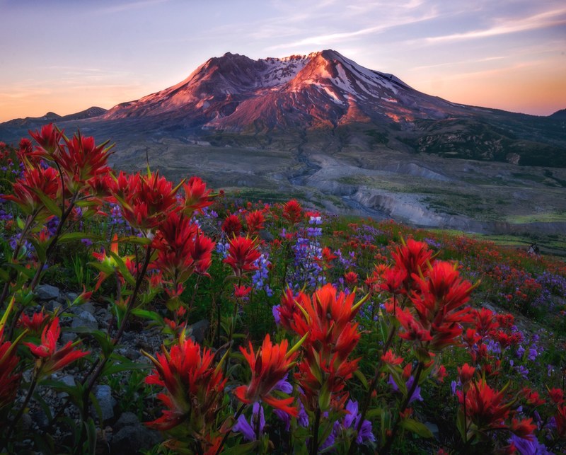 wild flowers of mt_ saint helens 4k HD Wallpaper