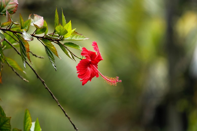red hibiscus 4k