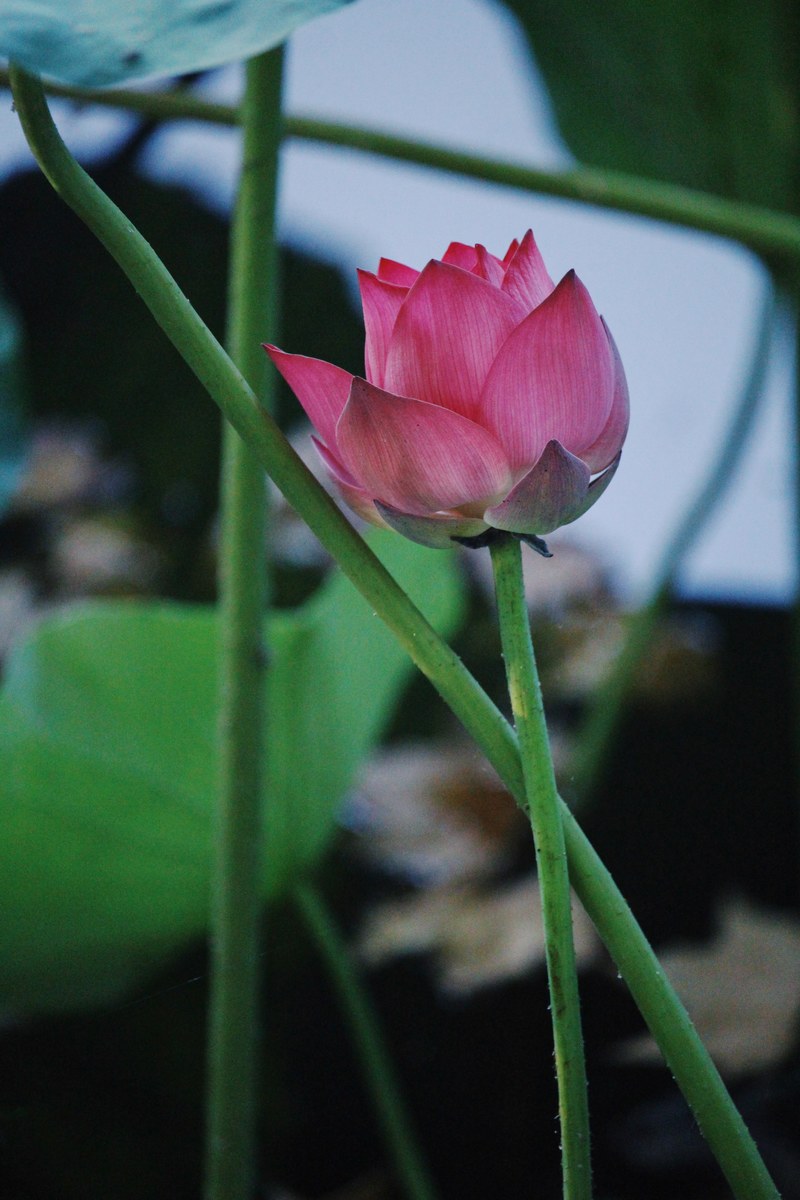 a single pink flower up close, _pink flower macro 4k