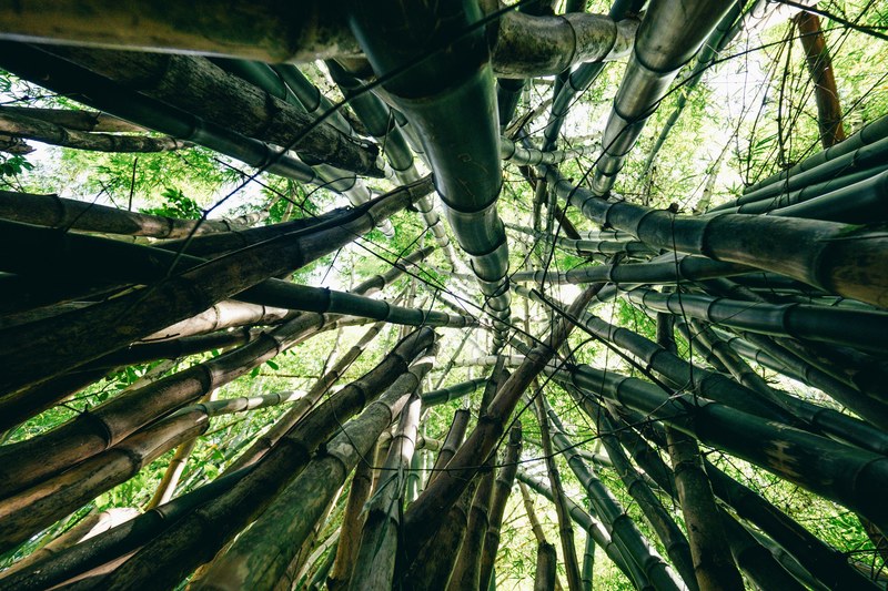 stuck in bamboo jungle 4k