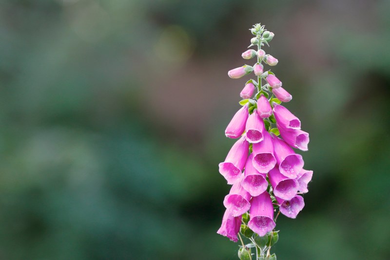 pink flowers with blurred background, _summer foxglove 4k