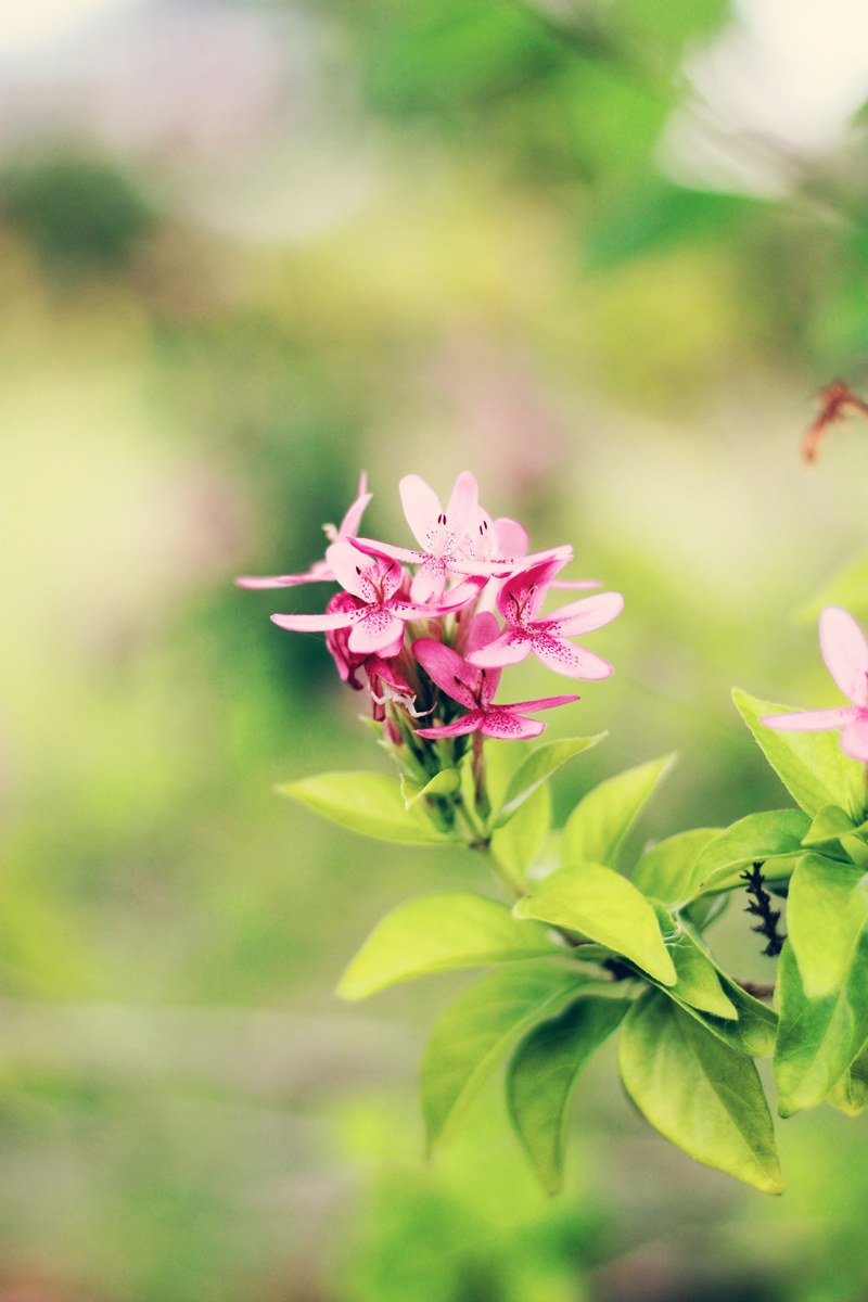 bloom outdoor petal and color hd, 4k