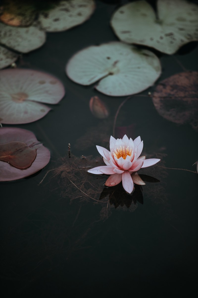 a pink water lily next to lily pads on the dark surface of a pond, lily pad 4k