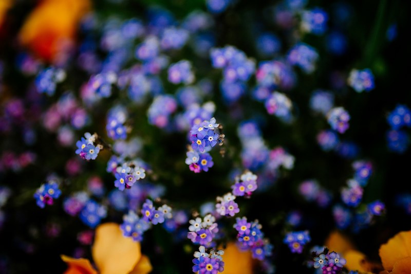 flower blooming blossom and forget me not flowers 4k