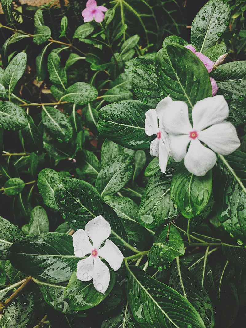 petal flower plant and grass hd, 4k