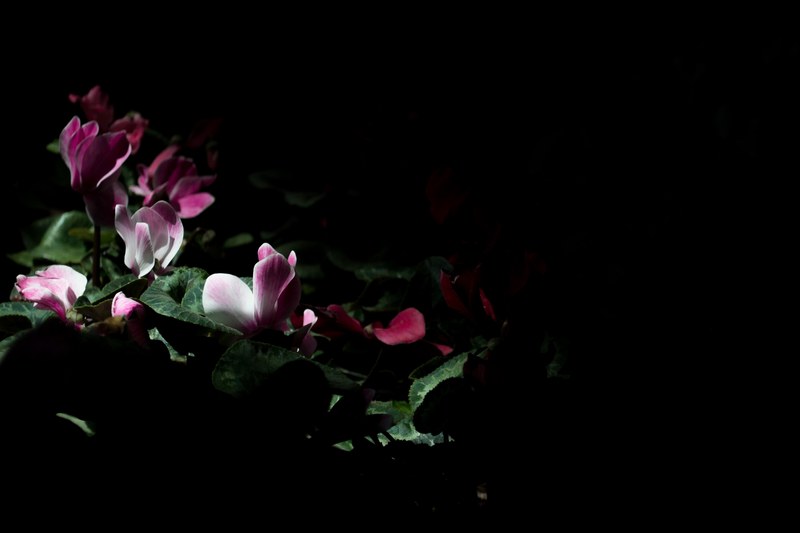 delicate pink flowers surrounded by darkness, dim shot of pink flowers 4k