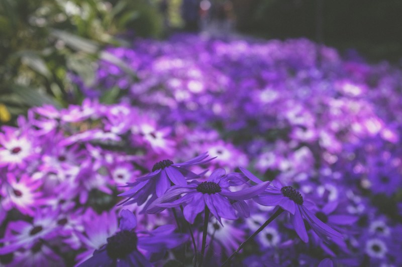 a blurry shot of a bed of purple flowers, fragrant flower bed 4k