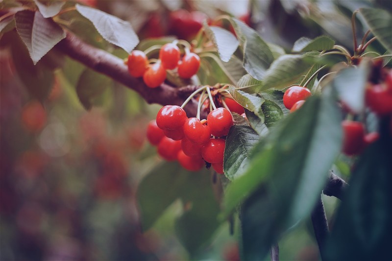 fruit cherry leafe and nature 4k