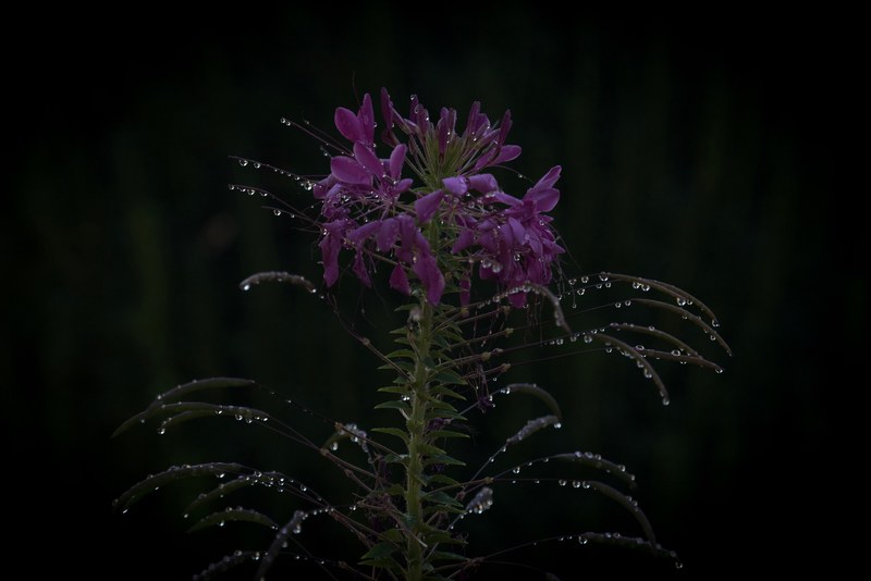 petal flower staman and cardoon 4k