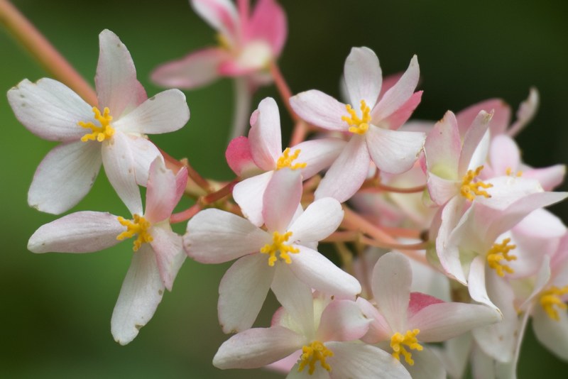 plant petal flower and detail 4k