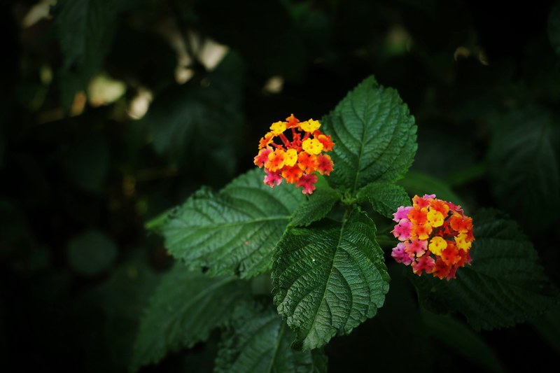 close up of a plant with clusters of yellow pink and red flowers, king liked me 4k