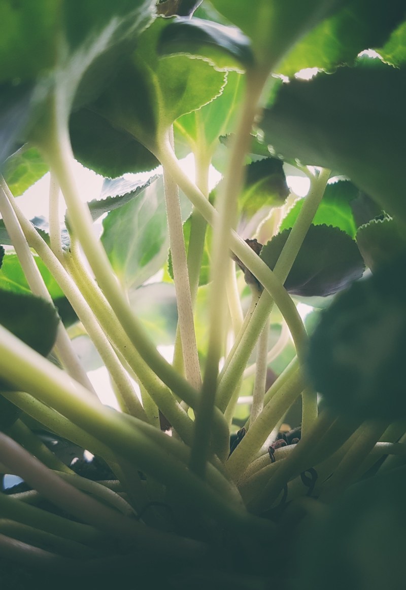 home jungle 4k