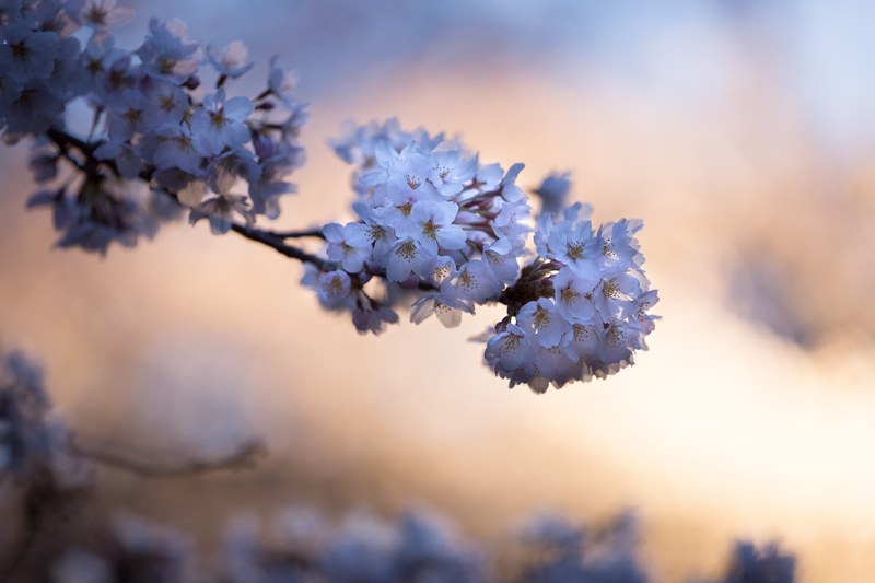 branch with floral cherry blossom in bloom in spring, evening blossom 4k