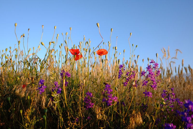 a meadow with red poppy flowers and small violet flowers among grass, good morning flowers 4k