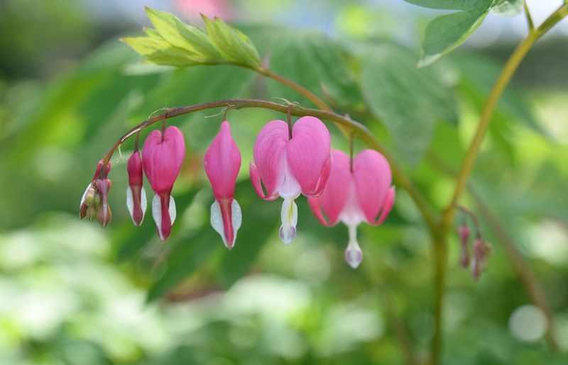 bleeding hearts in bloom 4k