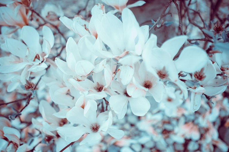 close up of white magnolia flower in spring teddington, magnolia 4k