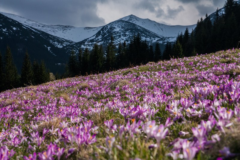 a meadow full of purple crocuses at the foot of snowy mountains, crocus meadow in the mountains 4k