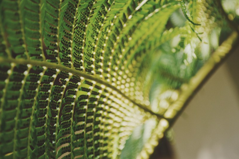 details on the leaves of green fern plants, fern leaves 4k