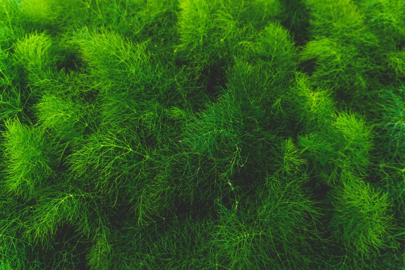 green greenery grass and plant 4k