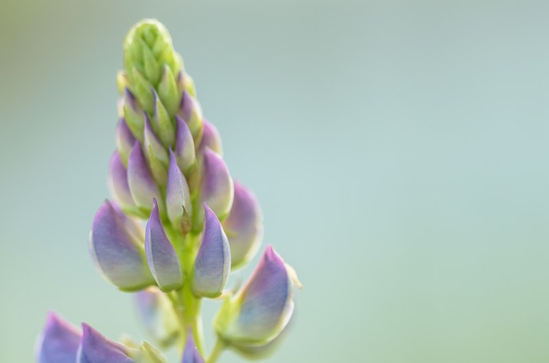 structure closeup macro and plant 4k