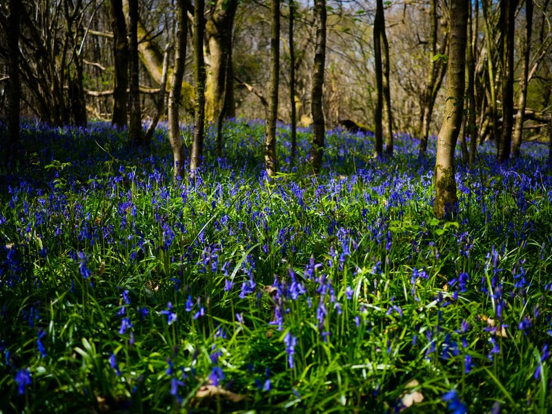 bluebell woodland and tree 4k