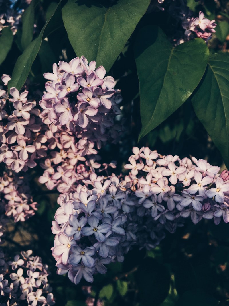 nature spring bloom and purple hd, 4k