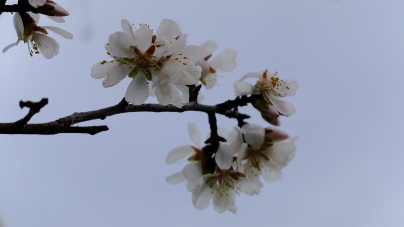 branch tre and white flower 4k
