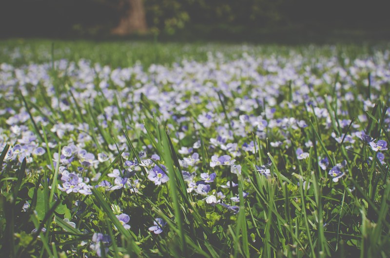 purple flowers in grass field in nature in spring, violet flowers in the grass 4k